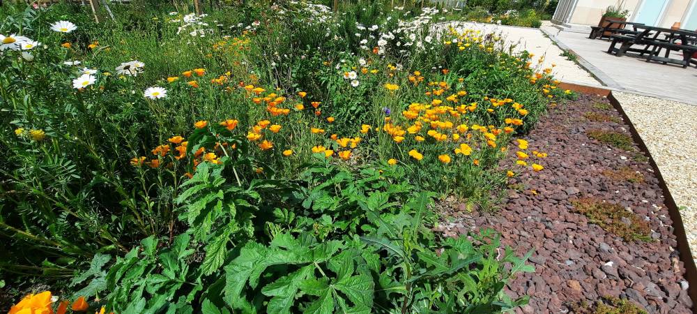 Désherbage dans parterre fleuri-min.jpg