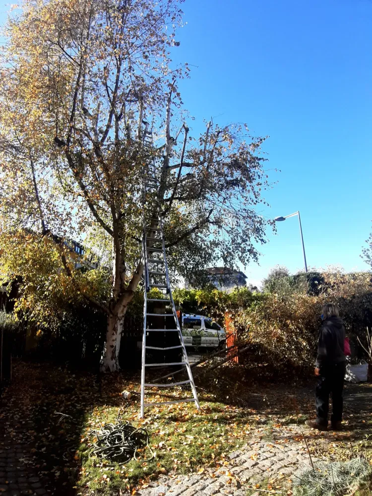 Ramassage de feuilles près de Guyancourt